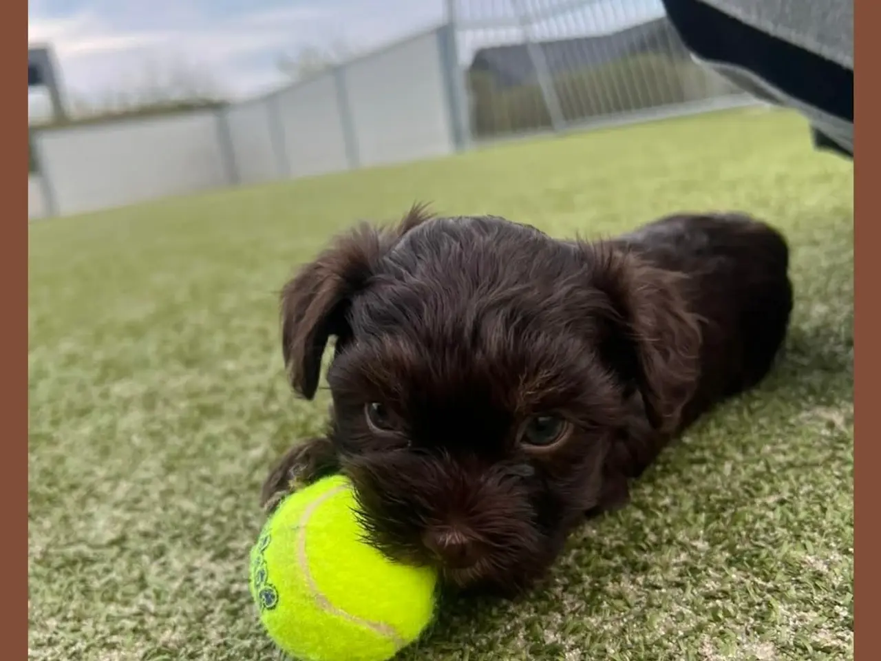 Billede 5 - Bichon havanais hvalpe