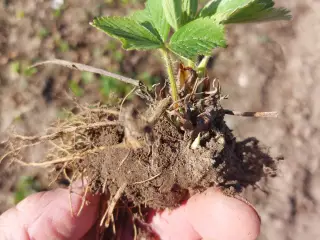 Jordbærplanter