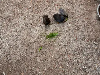 Vagtel