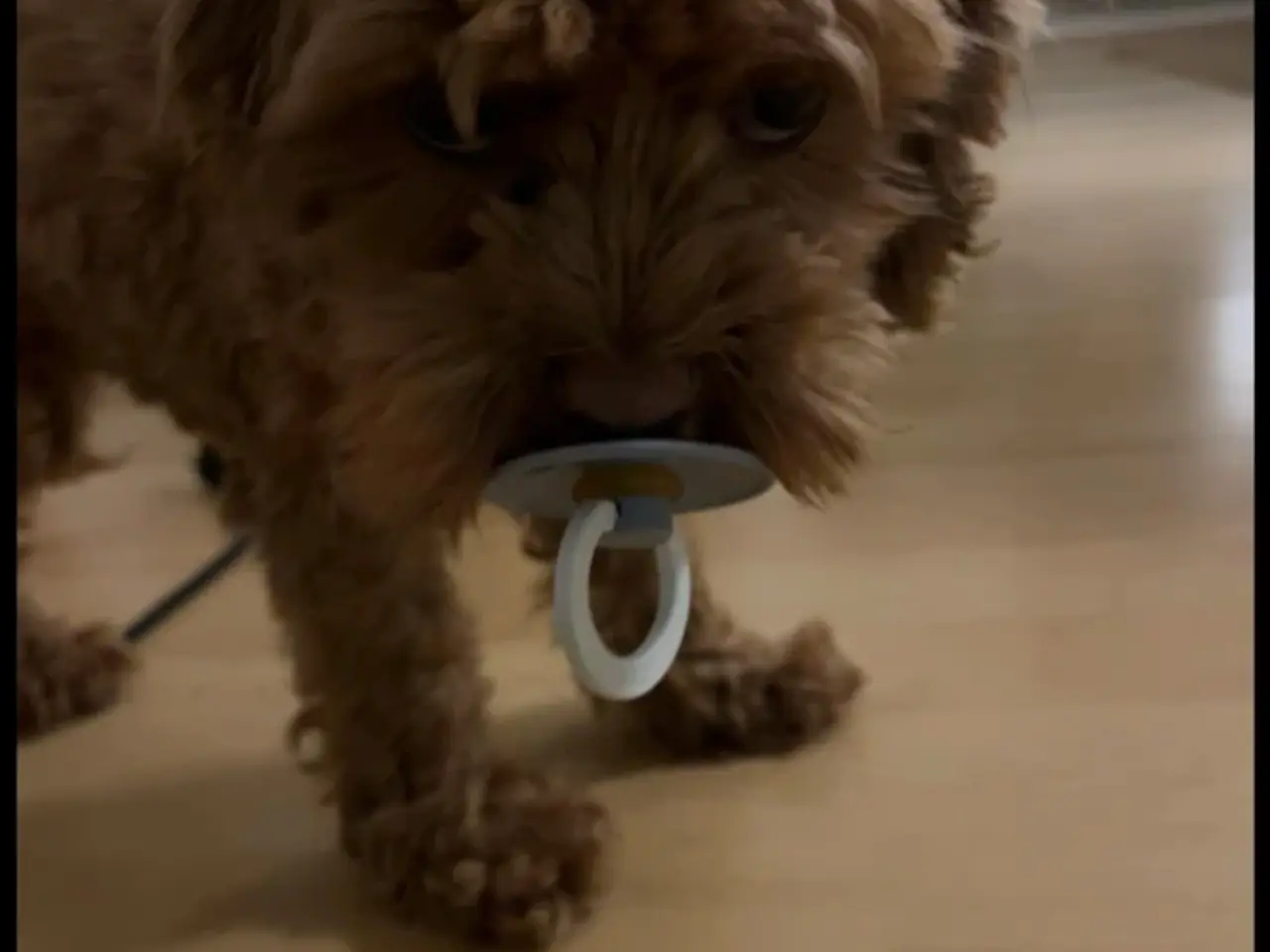 Billede 4 - 4 årig Maltipoo søger nyt hjem