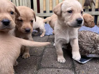 Labrador hvalpe til salg