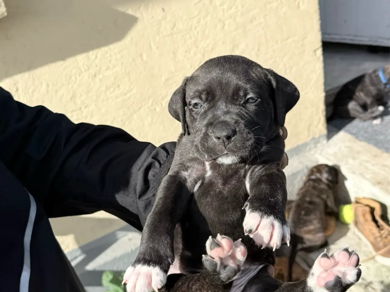 Billede 3 - Presa canario / Cane Corso hvalpe