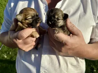 Shih Tzu / Chihuahua hundehvalpe