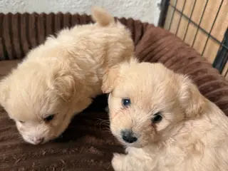Pomapoo hvalp ❤️