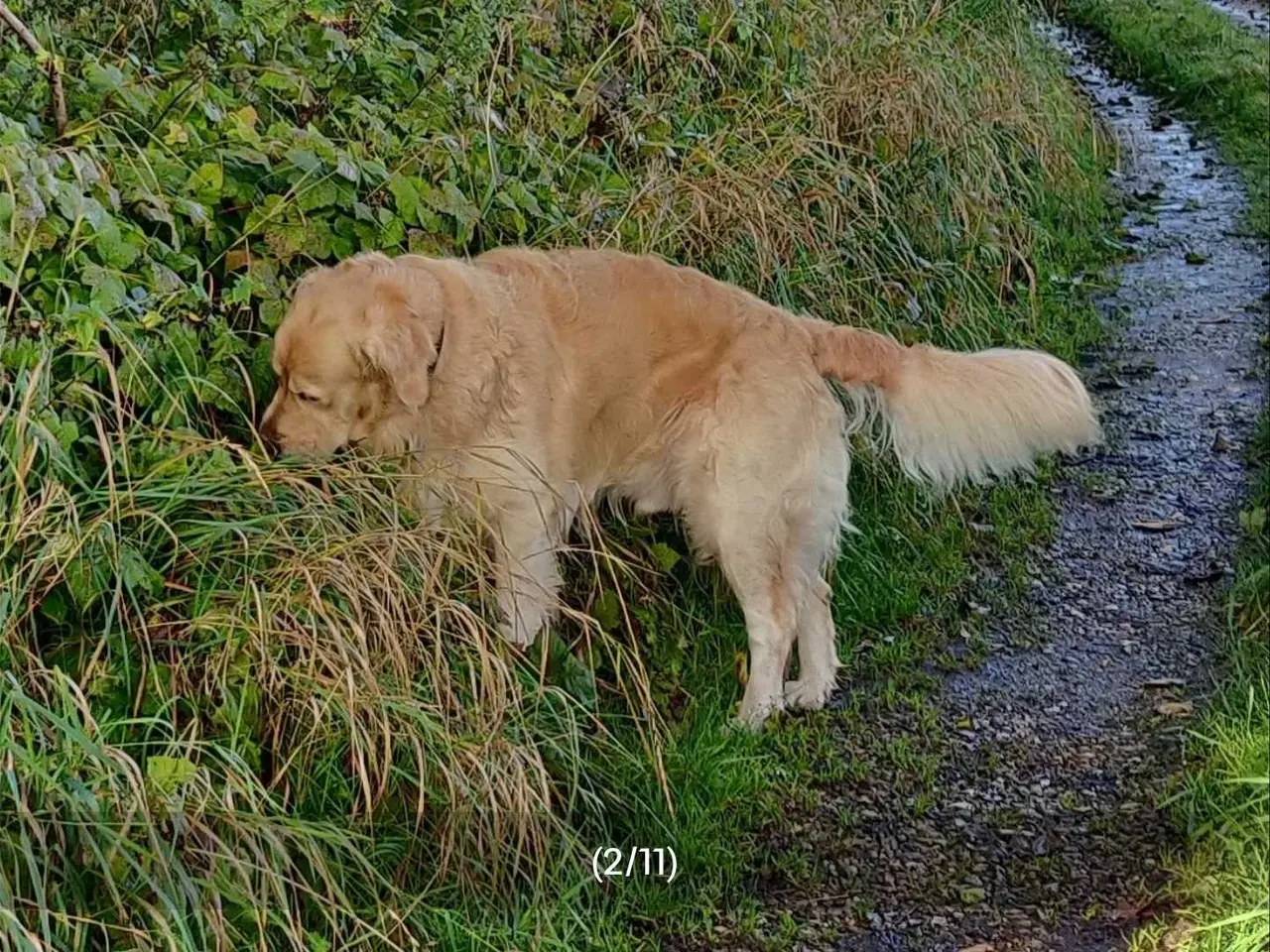Billede 9 - Golden Retriever hvalpe 