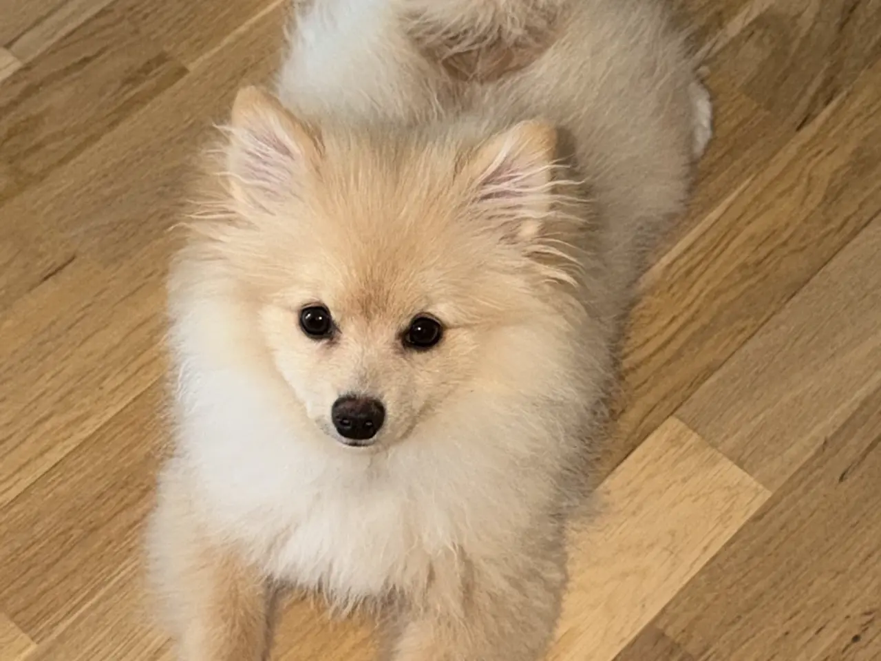 Billede 8 - Hund 6 måneder gammel
