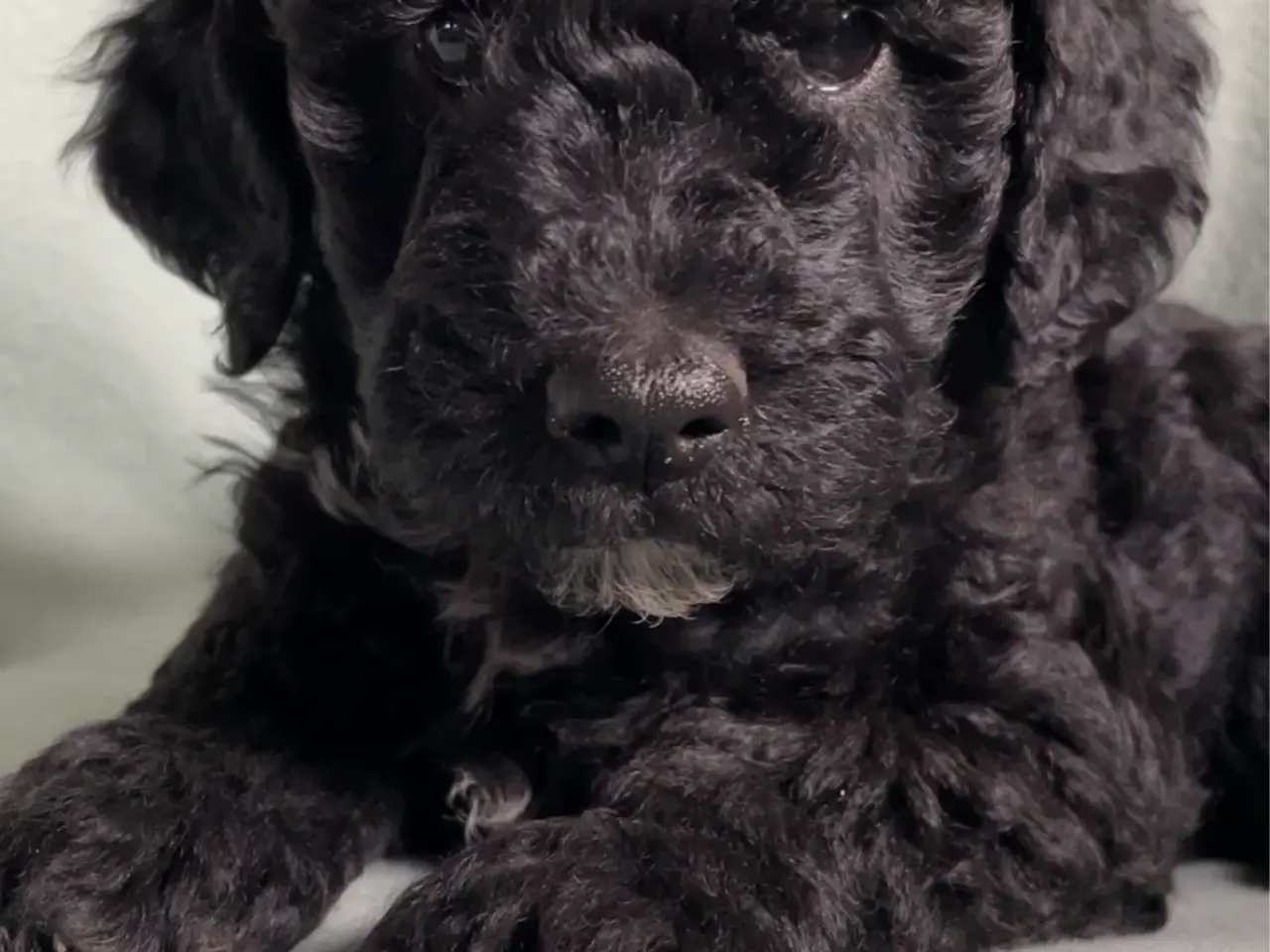 Billede 6 - Hundehvalpe Cavapoo /stor puddel