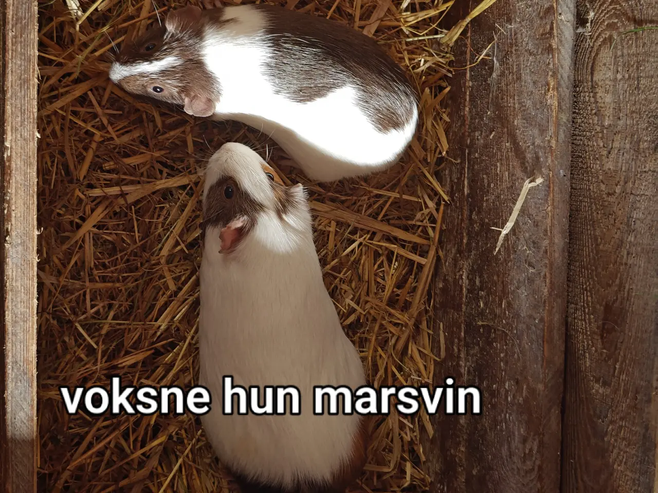 Billede 4 - Marsvin unger og voksne