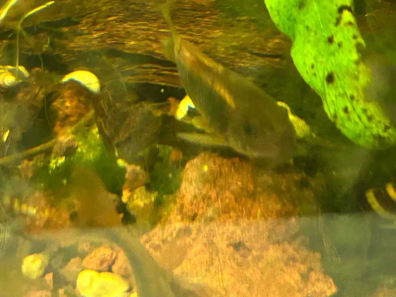 Billede 3 - 🐟 Kobber pansermaller 3-4 cm  | Afhentes i Viby J
