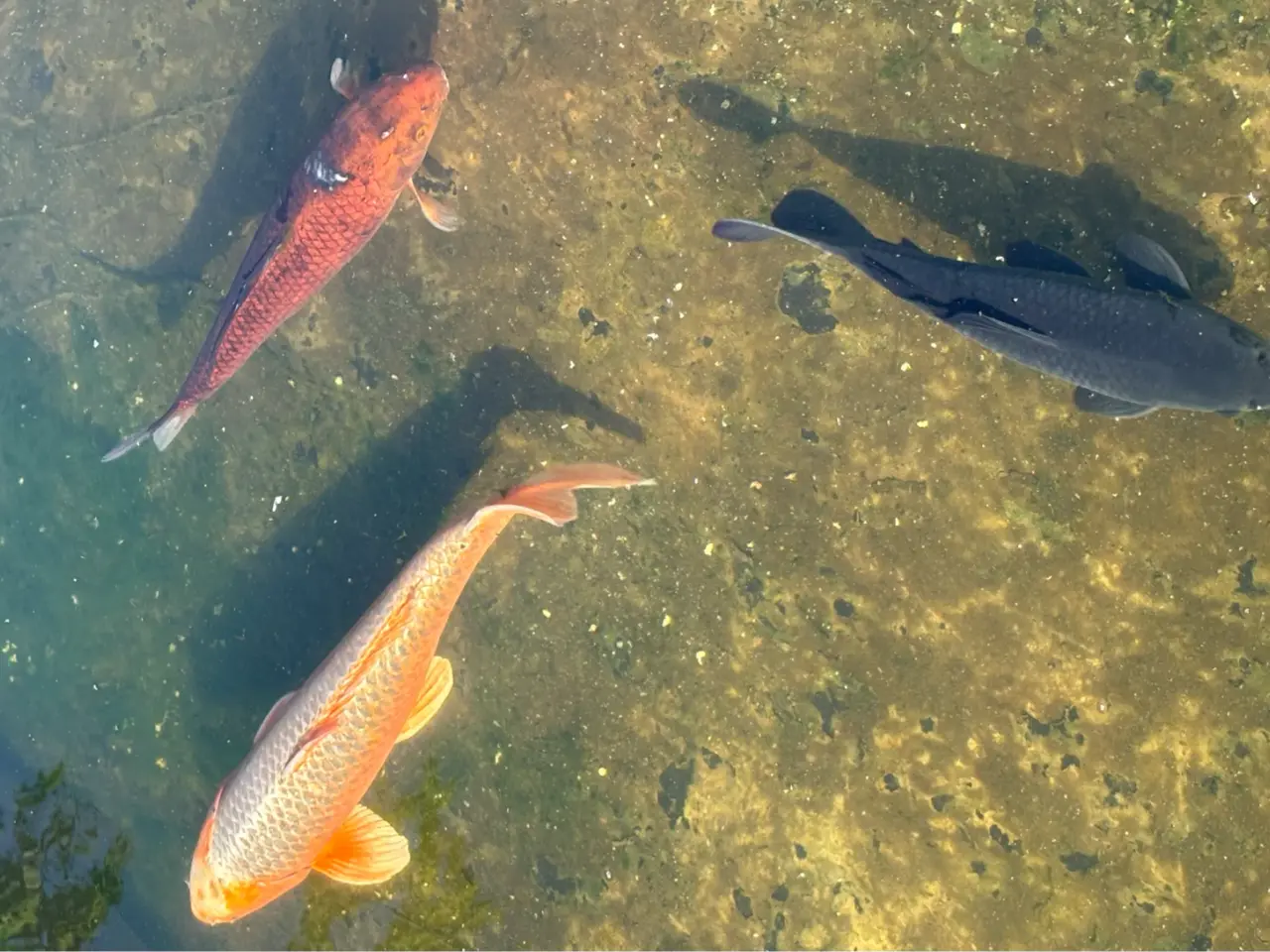 Billede 1 - 5 STORE KOI SAMLET