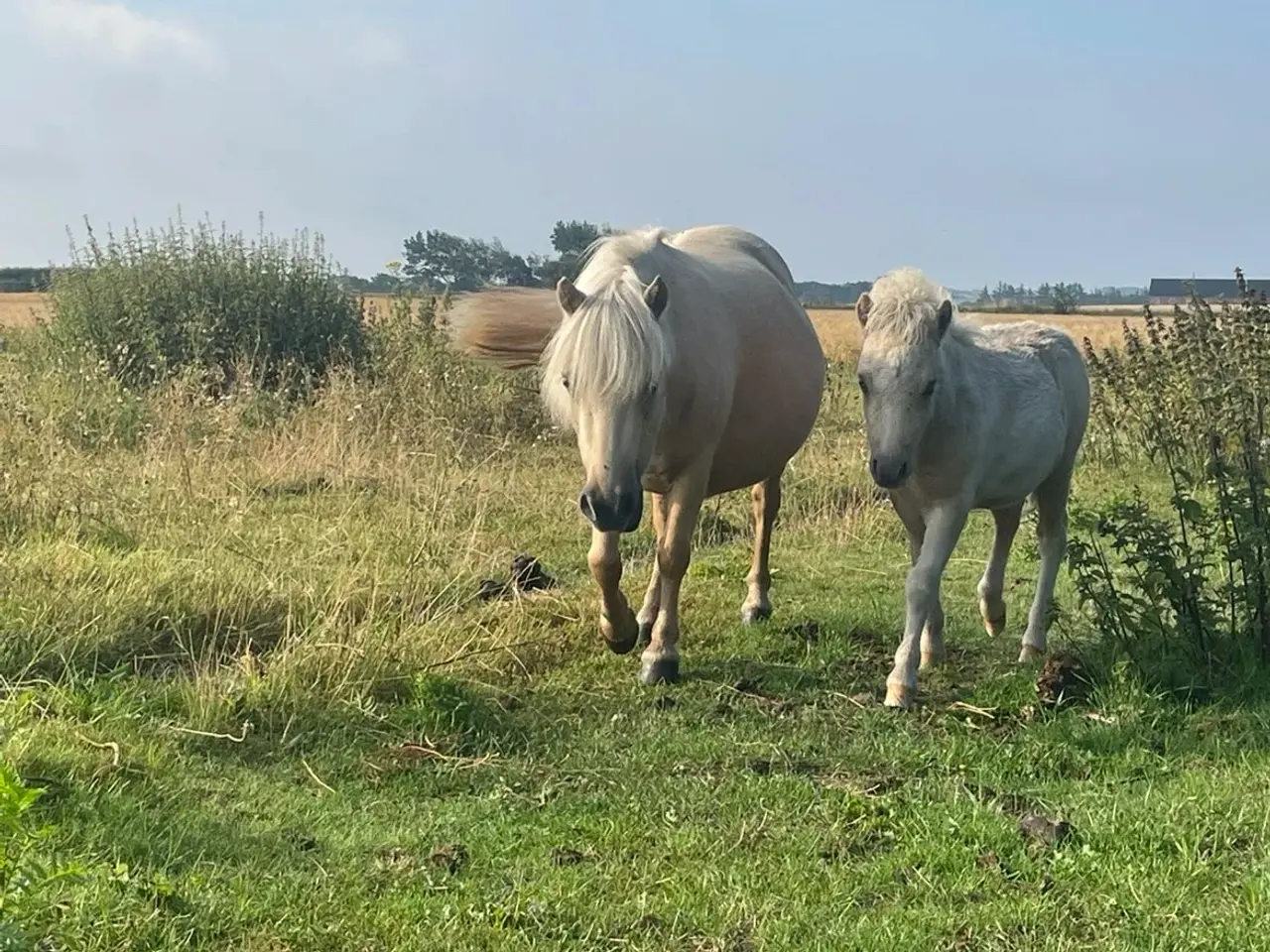 Billede 2 - Palomino hoppe og hingsteføl