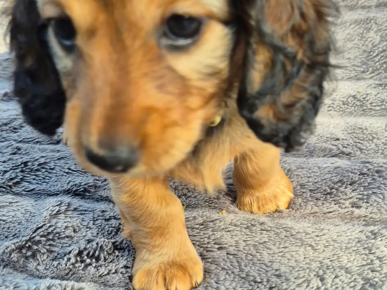 Billede 7 - Miniature langhårede gravhundehvalpe