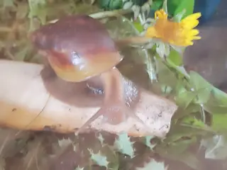 Kongosnegle 2 stk