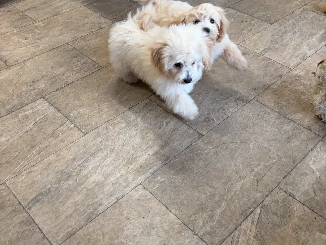 Billede 11 -  Maltipoo pige søde selma