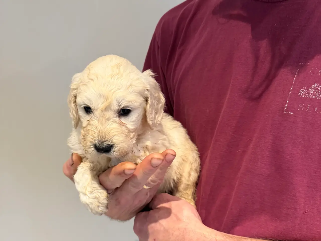 Billede 19 - Smukke Golden Doodle hvalpe