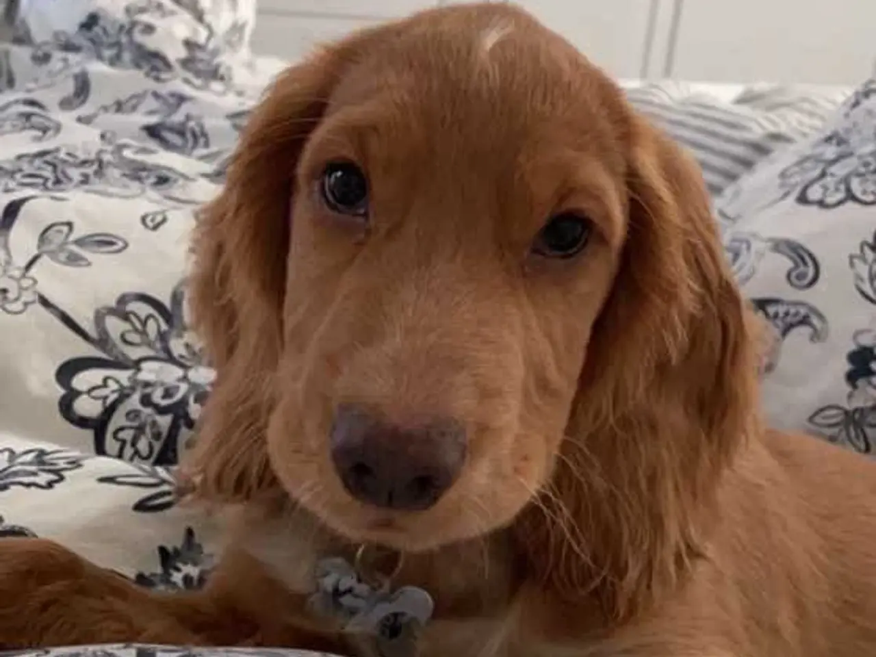 Billede 3 - Parring tilbydes af engelsk cocker spaniel
