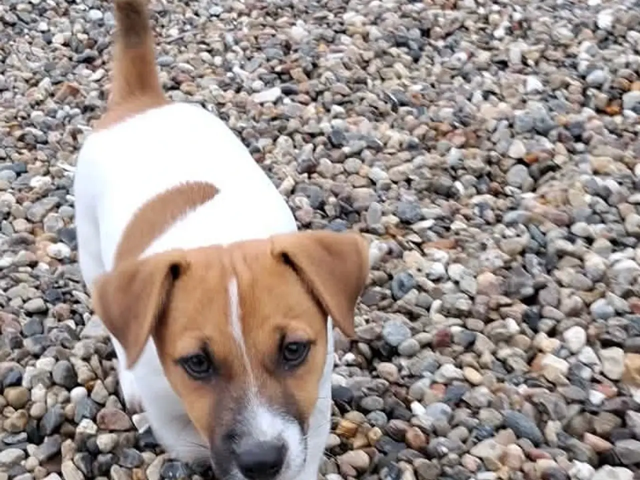 Billede 8 - Jack Russell Hvalp - Glathåret - DKK stamtavle