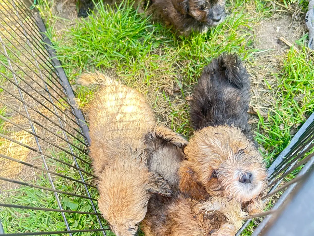 Billede 4 - Shih-poo søger deres næste hjem ❤️