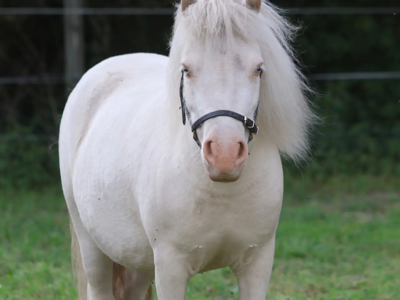 Billede 2 - Cremello dun mini shetlandspony hoppe med rødt pas