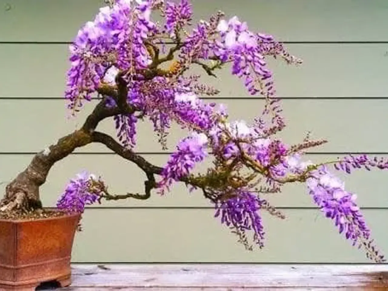 Billede 16 - 60+ Blue Jacaranda frø inkl. levering. Luftfrisker