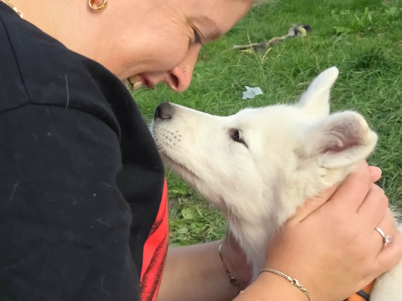 Billede 5 - Siberian husky og samojede hvalpe sælges