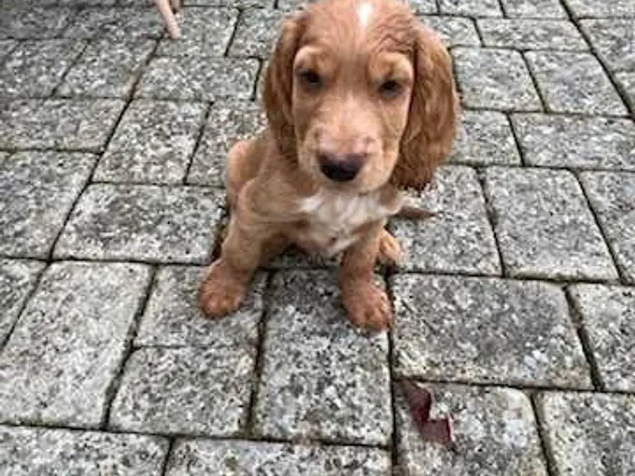 Billede 4 - Parring tilbydes af engelsk cocker spaniel