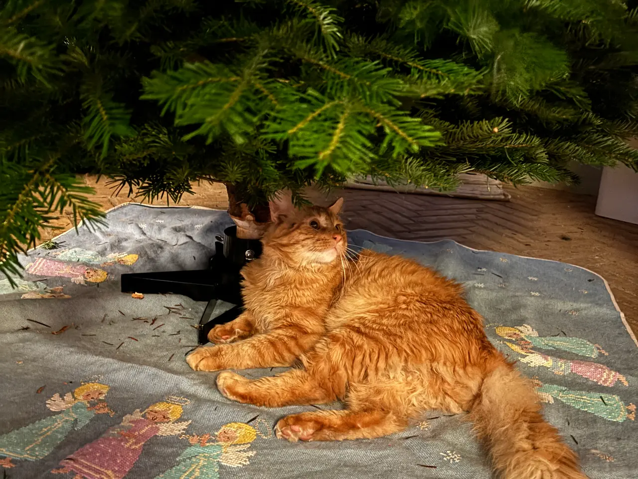 Billede 3 - Mainecoon - Norsk Skovkat
