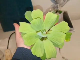 Store Flydeplanter sælges
