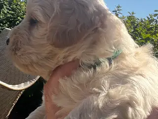 Maltipoo hvalpe - 3