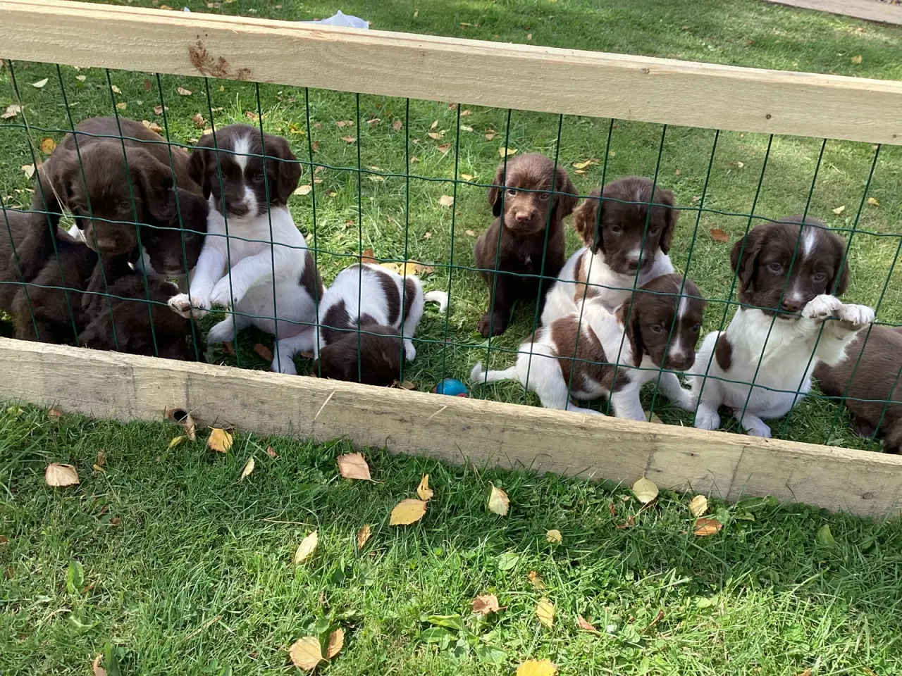 Billede 2 - FT springer/Engelsk Springer Spaniel