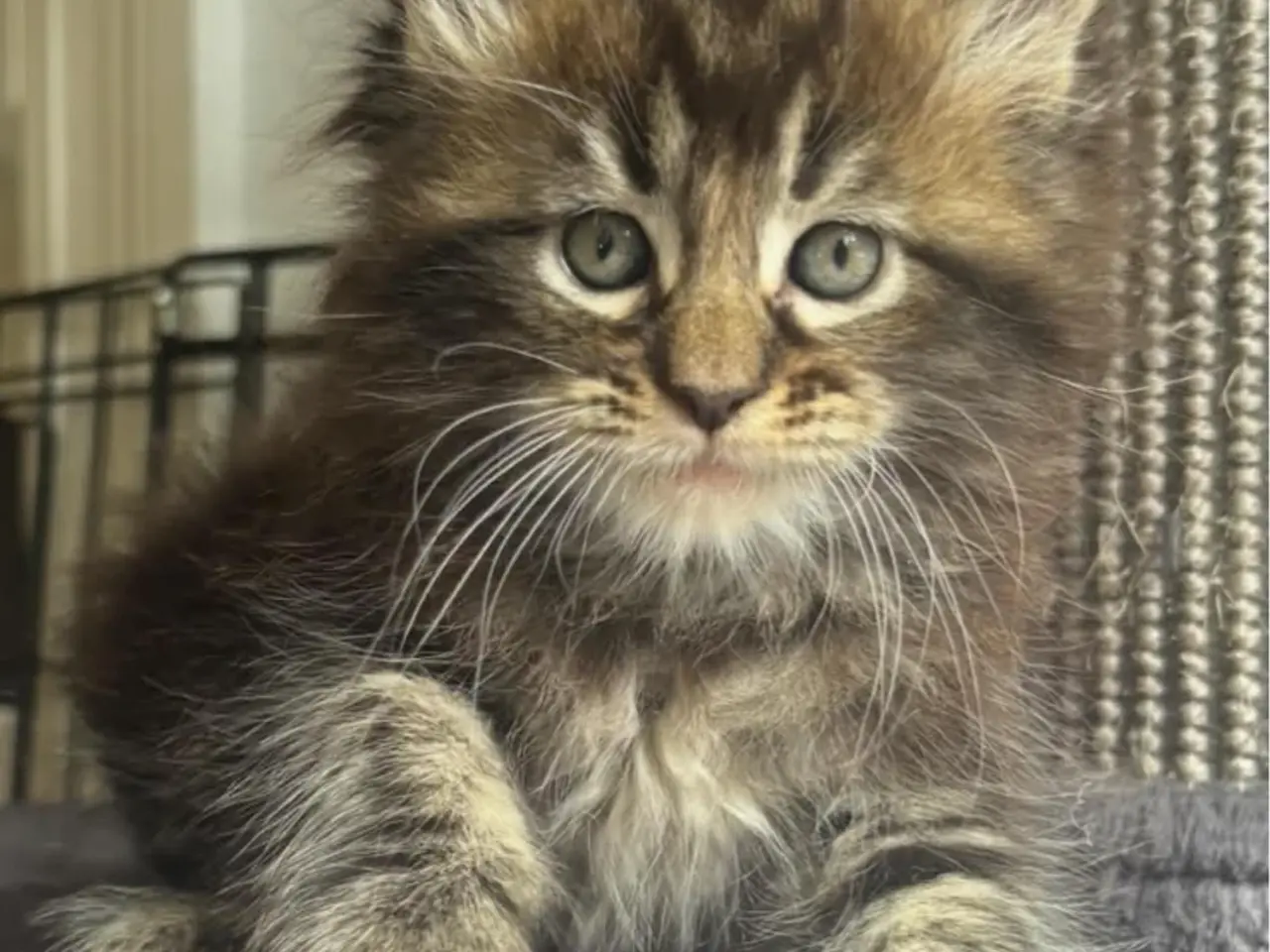 Billede 8 - Maine Coon