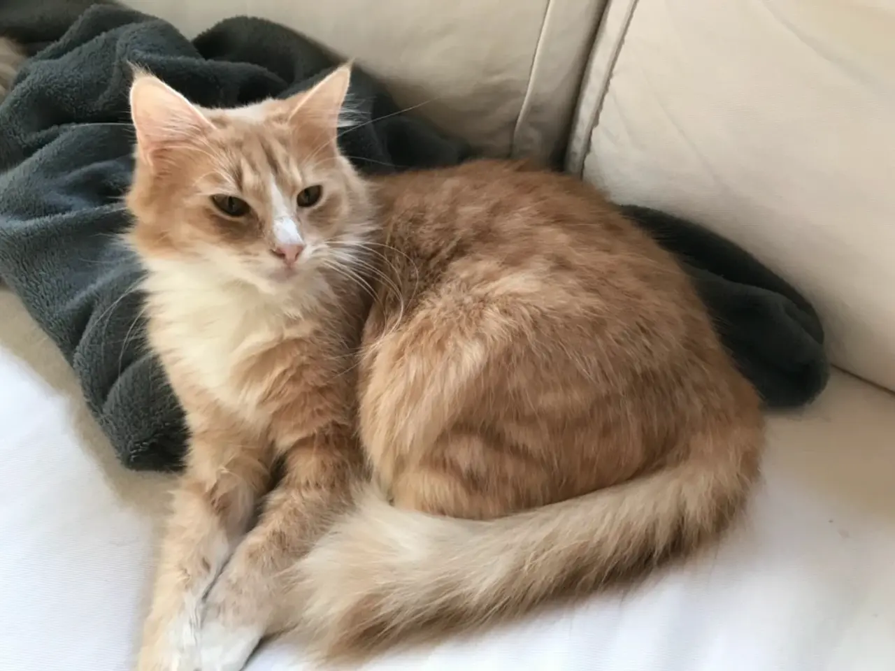 Billede 2 - Norskskovkat/ragdoll blanding