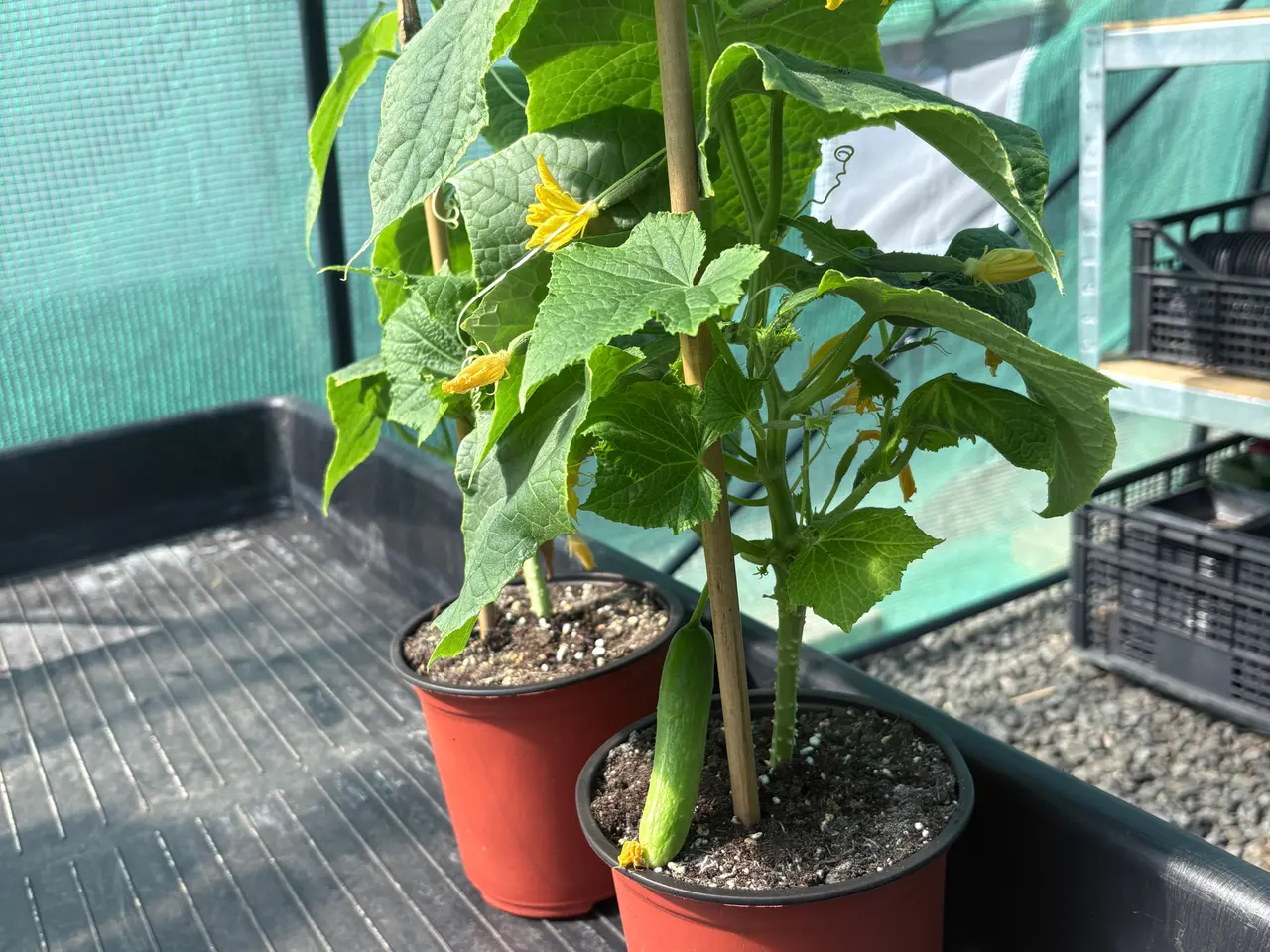 Billede 4 - Vinduesplanter, agurk, tomat, chili, peberfrugt