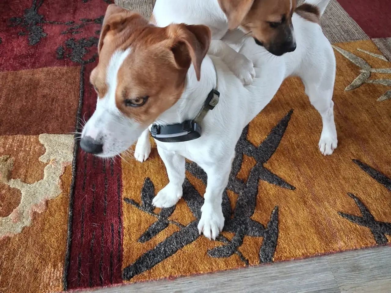 Billede 10 - Jack Russell Hvalp - Glathåret - DKK stamtavle