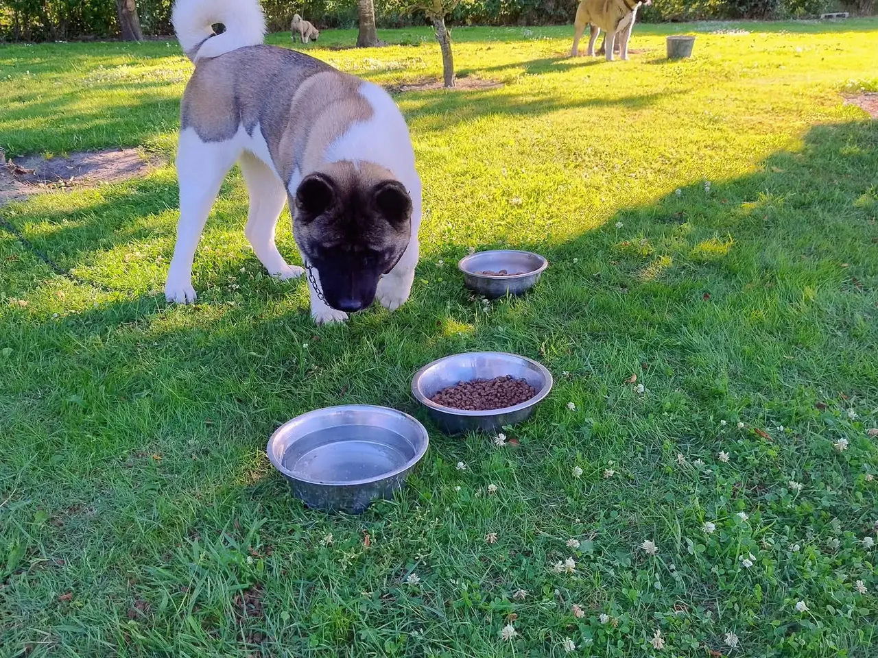 Billede 9 - American Akita hundehvalpe 🩷💙💙💙