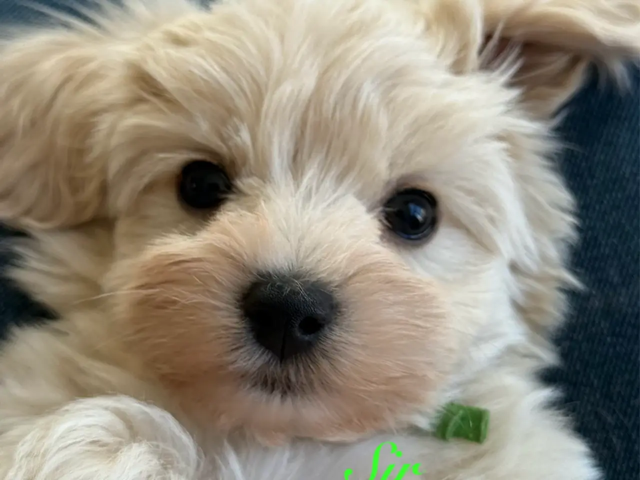 Billede 2 - Maltipoo Hvalpe leder efter en ny Sofa