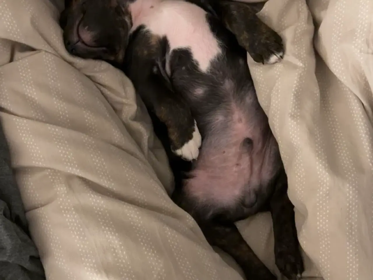 Billede 2 - Nemo søger nyt blivende hjem🐶