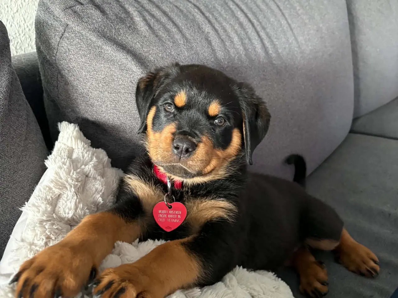 Billede 1 - Rottweiler hunhund