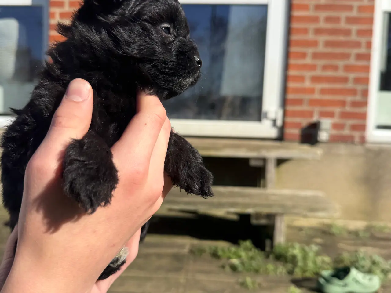 Billede 4 - Pomapoo