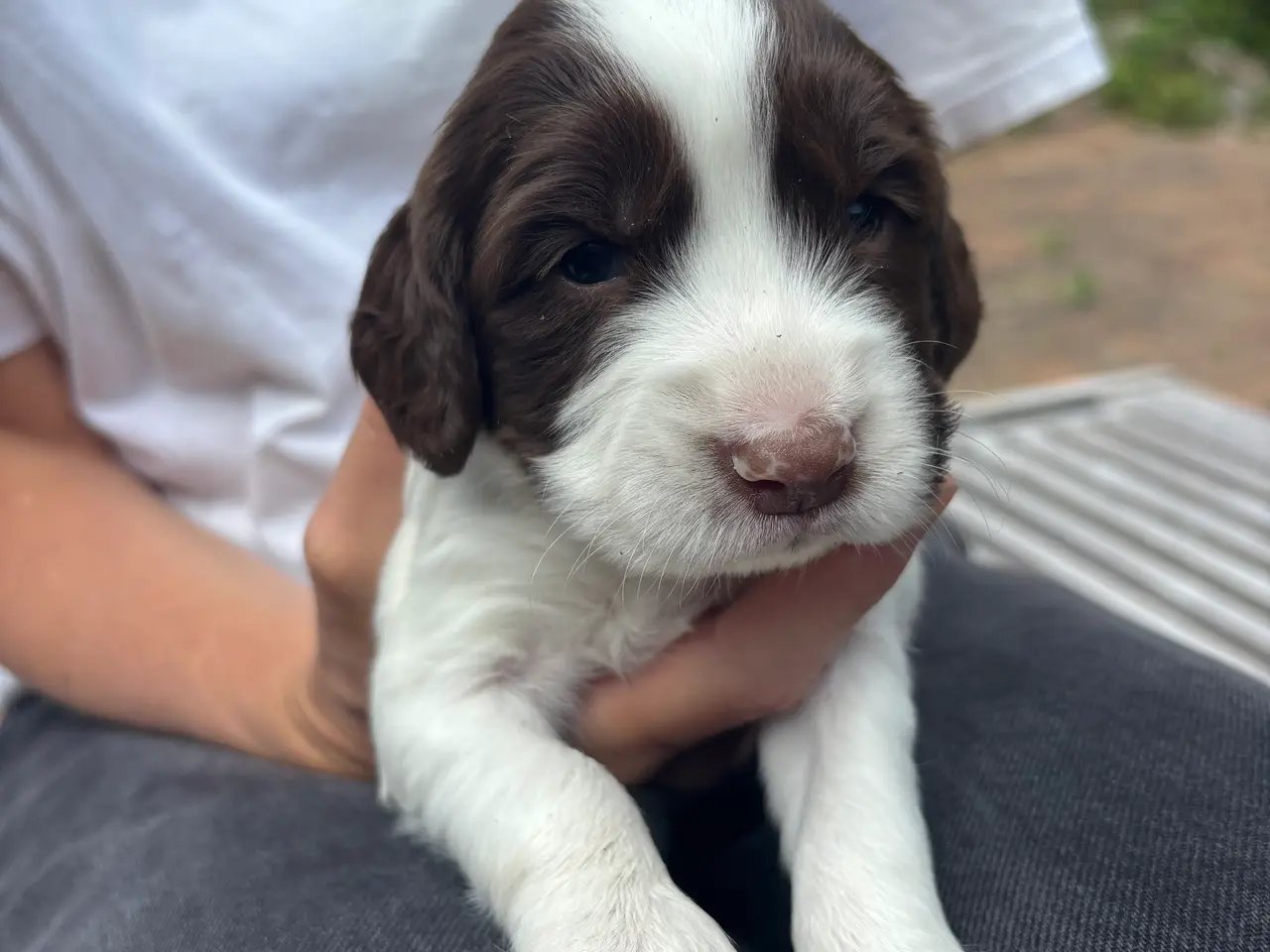 Billede 4 - FT english springer spaniel hvalpe sælges