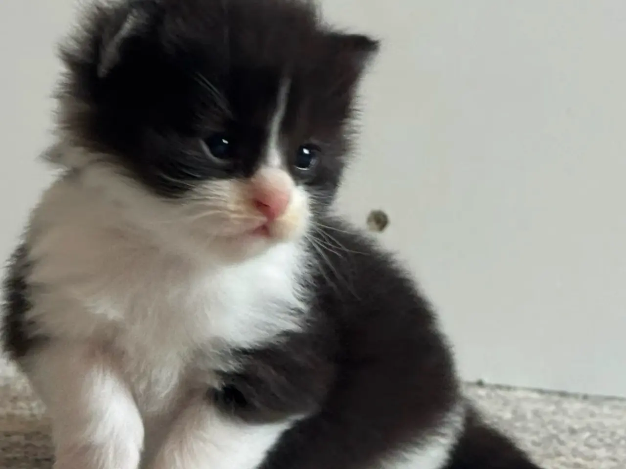 Billede 12 - 🖤Nuttet Maine Coon/Ragdoll hankilling🖤