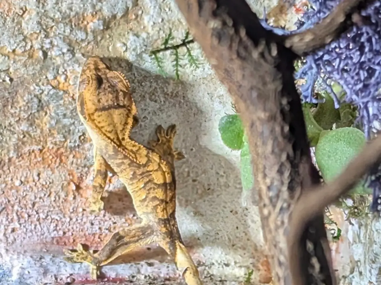 Billede 15 - Kronegekko babyer sælges 