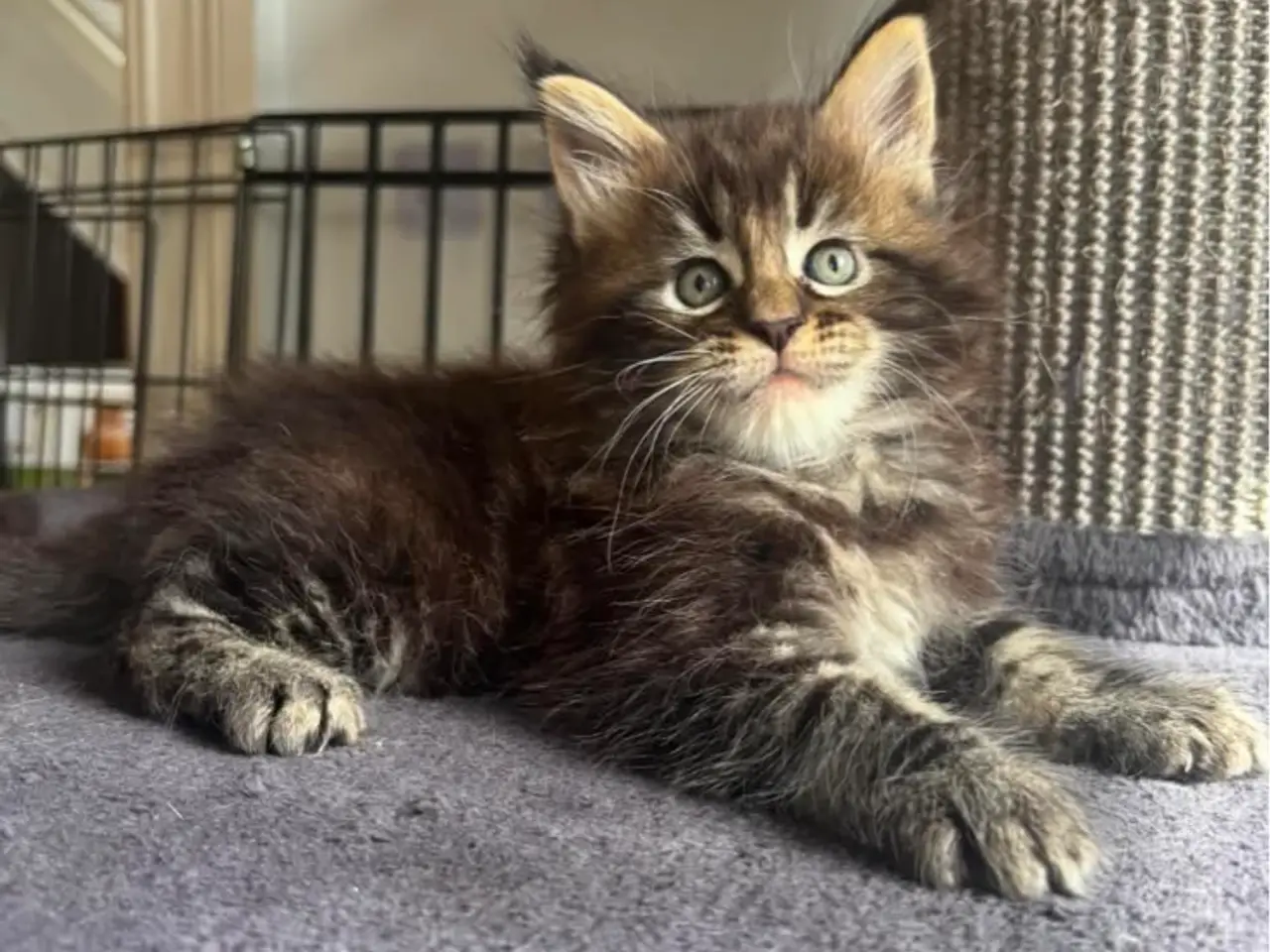 Billede 4 - Maine Coon