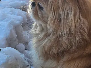 Pekingeser han tilbudes til parring