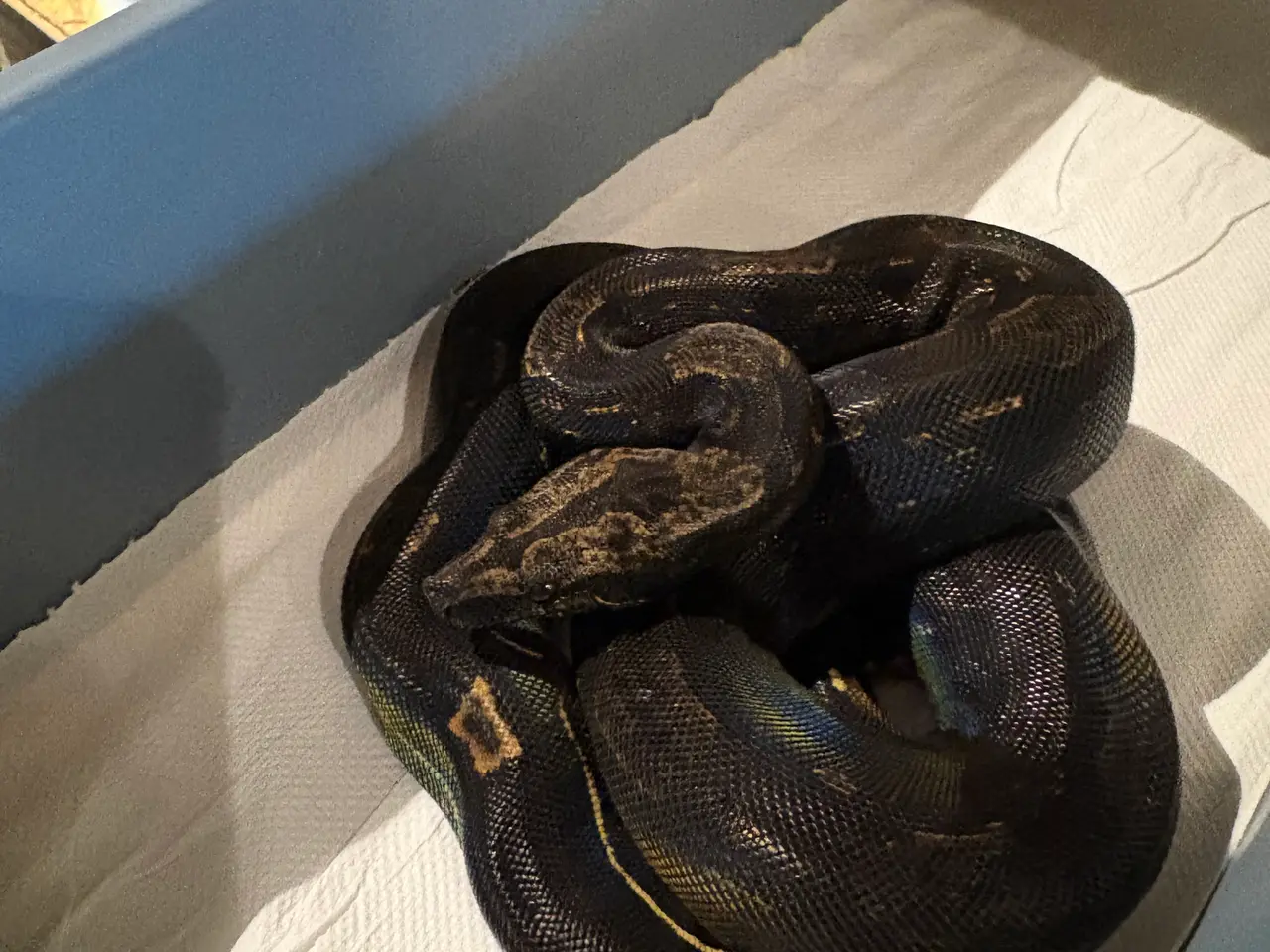 Billede 5 - Boa constrictor Keltic IMG poss Leopard Kahl A