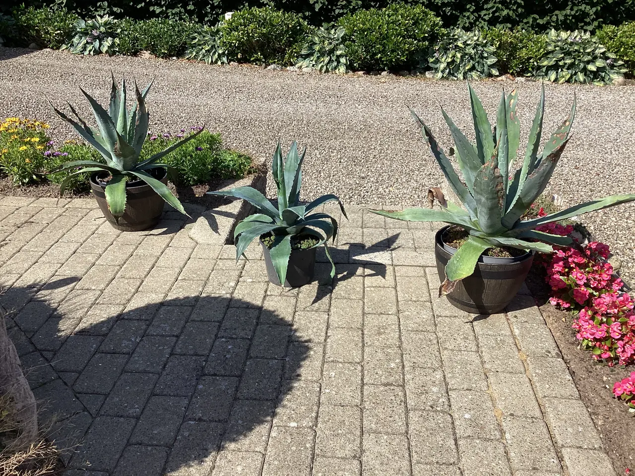 Billede 3 - Store flotte Agaver størrelse fra 30 til 90 cm.