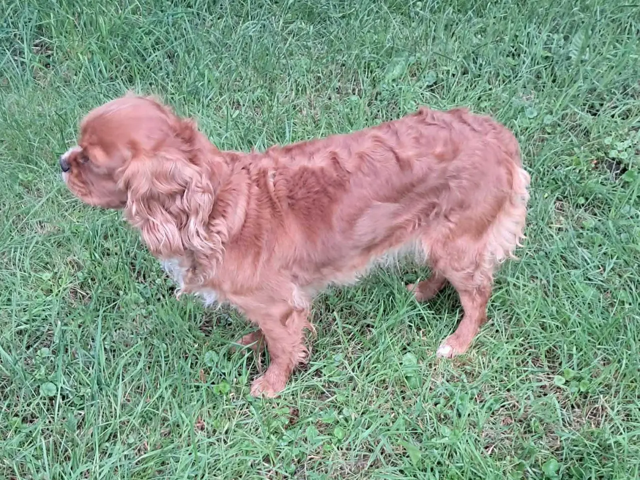 Billede 4 - Cavalier king charles spaniel