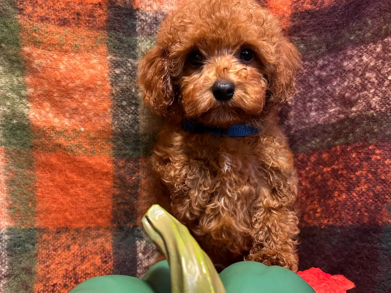 Billede 11 - 🐾maltipoo miniature September 🐾