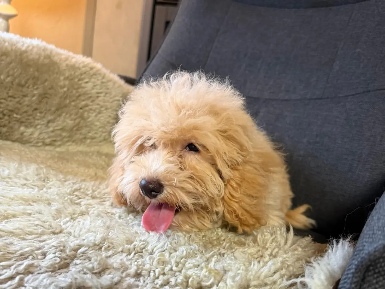 Billede 4 - ❤️ Søde Maltipoo-hvalpe klar til nye kærlige hjem 