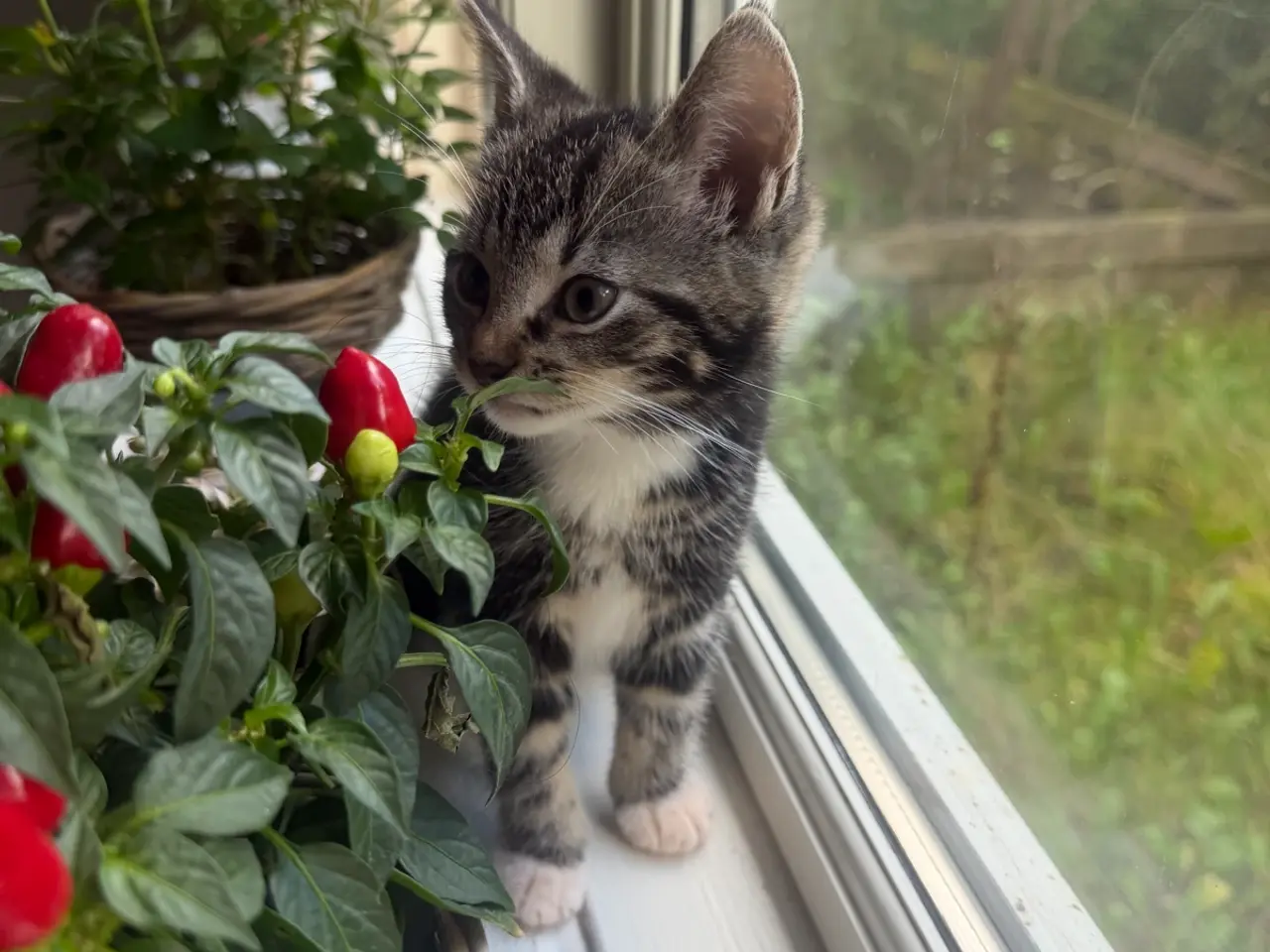 Billede 4 - 🐱💕 Sød hunkilling søger nyt hjem 💕